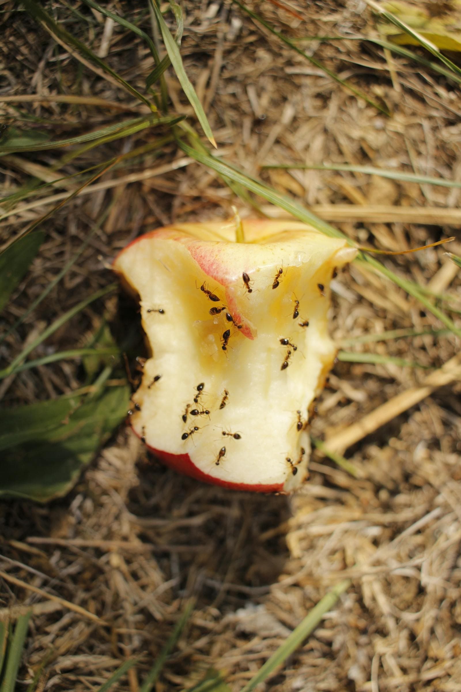 Ants swarming on food — Roger's general pest control eliminates ants, roaches, spiders, and other household pests in St. Louis County.