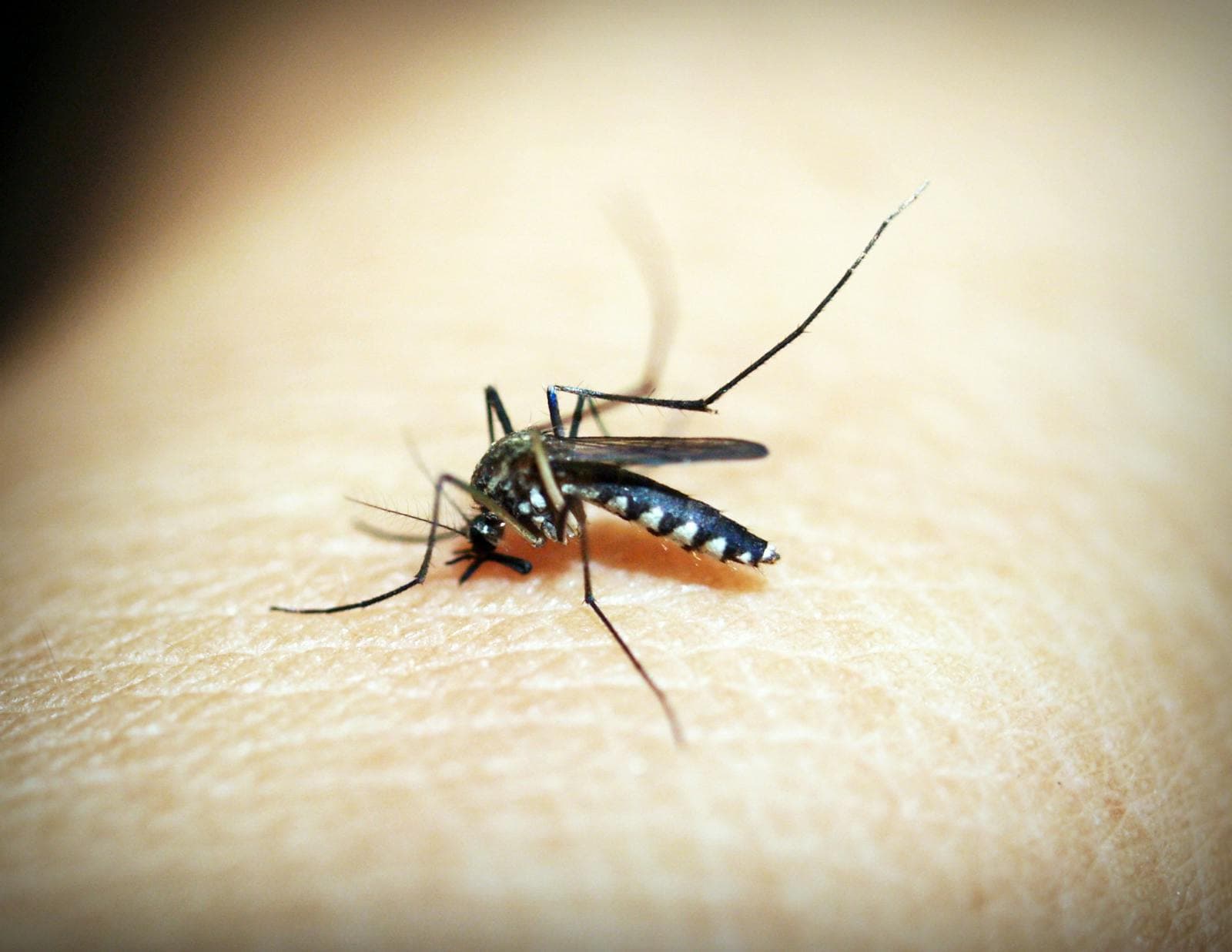 Close-up macro shot of a mosquito — Roger's mosquito barrier treatments reduce mosquito populations 80% on St. Louis County yards.