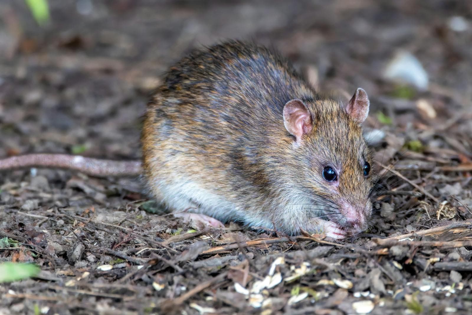 A brown rat — Roger's rodent control seals mice and rats out of Missouri homes for good.