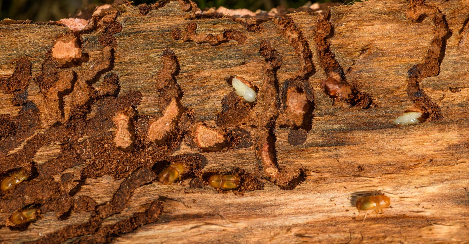Close-up of wood damaged by subterranean termites — the kind of damage Roger's prevents and treats in Eureka, MO homes.